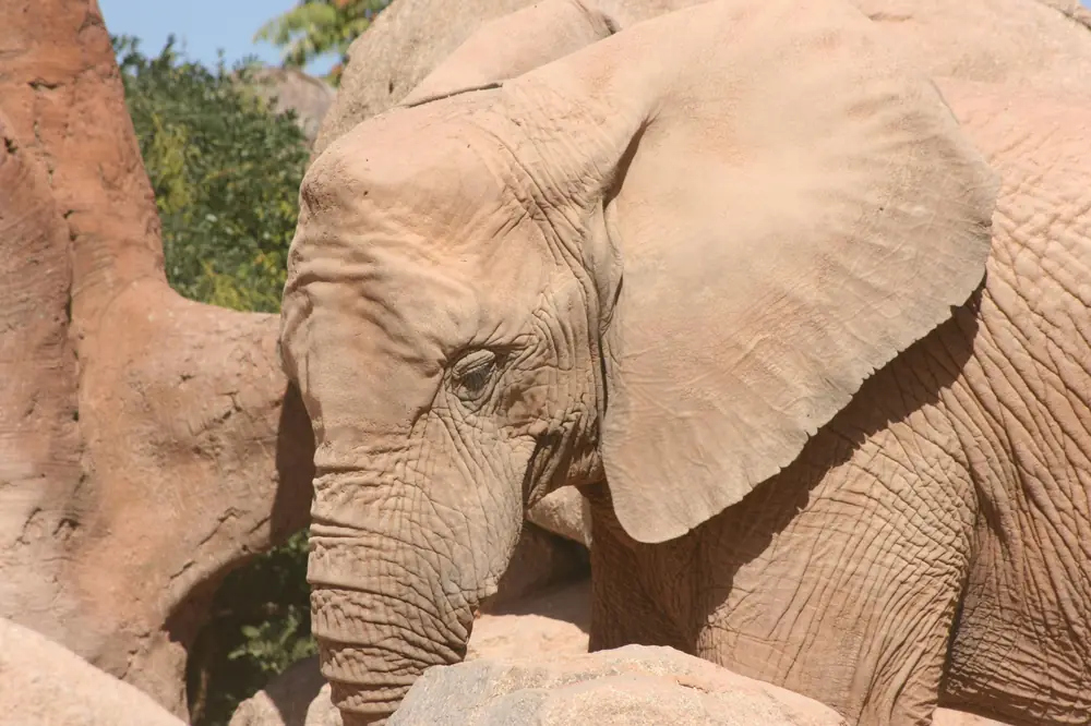 Bioparc Valencia en familia